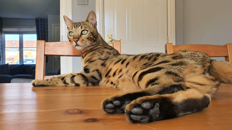 savannah cat for sale gumtree